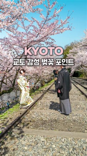 Kyoto 🌸 A day walking along cherry blossom spots #KyotoTravel