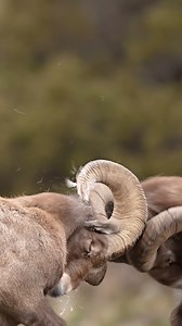 Let the splinters fly. #bighornsheep #rams #sheep #wyoming #wildlife | Amber Favorite Photography