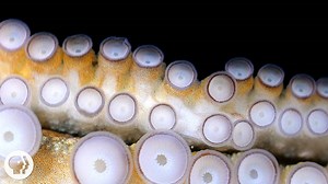 If Your Hands Could Smell, You’d Be an Octopus | KQED