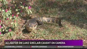 Alligator on Lake Sinclair caught on camera