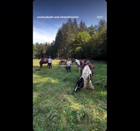 Horseback Riding in the Forest: A Relaxing Escape