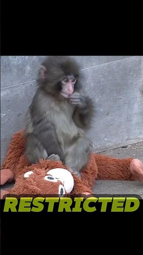The truth about owning a monkey !!🙀🙀🙀🙉🙉🙊🙊