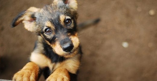 Puppies for Adoption: How, and Where to Adopt a Puppy | Petfinder