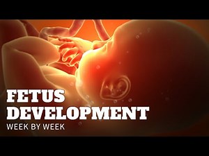 Fetal development week by week (3D animation baby in womb and ultrasounds) | AM