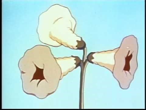 Ants in the Plants (1940) Color Classic