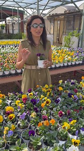 We are so close to Pansy season (in Zone 8b). You may see some starting to hit the stores but pansies are a cooler weather crop so be sure the temps in your area are the right temps for planting. Pansies like weather that is below 80° (and their ideal temps are between 50° and 70°). Making sure you plant at the right temps will help you find success and hopefully bring you beautiful and colorful blooms in the dreary winter months. Fall flowers also means more potting videos very soon!#pansies #f