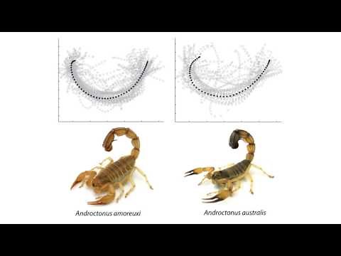 To know a scorpion by its tail: the tail strike of scorpions differs between species