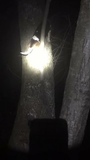 Walker coonhound climbs tree after raccoon