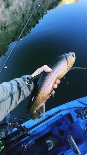Beautiful Tiger Trout Tonight! #tiger #beautiful #fishing #amazing #flyfishing #big #kayakfishing