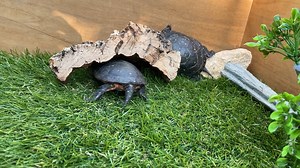 Rudy and Kathy spotted turtles spent some time outside in the sun recently. Instead of basking, Rudy went straight for the back scratching. Yes, many turtles love back scratches! Some folks might be surprised to learn that turtles can feel through their shells, and it sure looks like a back scratch can feel really good. Turtle shells, usually thought of as being separate from the turtle's body, are actually attached to the turtle's spine. The inside of the shell is made of bone and the outside i