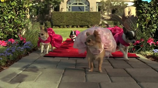 Beverly Hills Chihuahua 3 Trailer