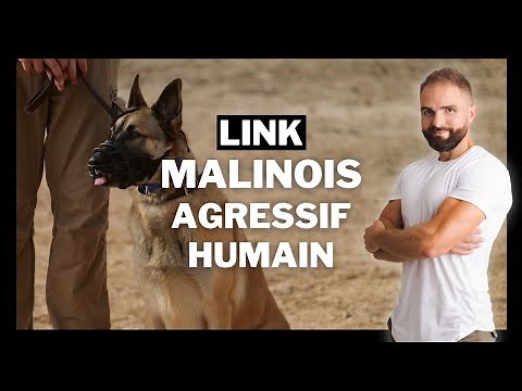 Malinois croisé Agressif Humain : Chien incompris - Ep7