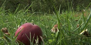 Harvest season shaping up nicely for apple orchard