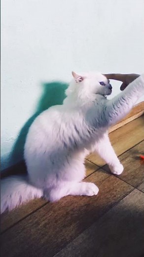 Angry Snowbell 💀😹 #catshorts #youtubeshorts #shortvideo #catvideos #cutecat #subscribetomychannel