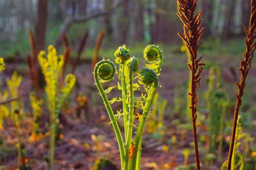 Fiddlehead: Spring in a Bite