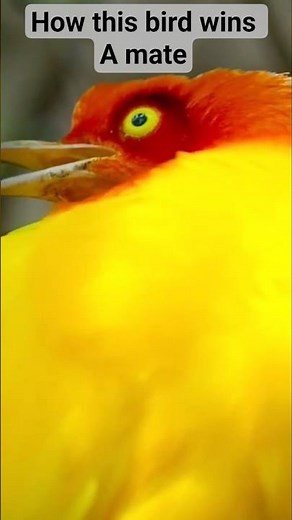The Most Incredible Bird Mating Rituals Ever Recorded #nature #birds