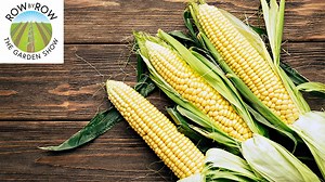 When should I plant corn? What's the best fertilizing schedule for corn? How far apart should I plant corn? Join us as we go over everything you need to know about successfully growing corn this year! #growyourownfood | Hoss