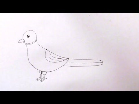 How to draw a pigeon 🐦| Simple and easy drawings for kids | Step by step drawings for kids |
