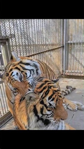 Female Tiger Rules the Jungle | Powerful Tiger Mating Behavior