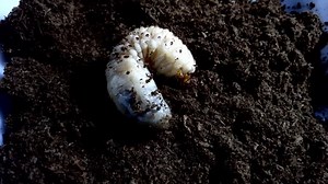 Beetle Larvae Videos: Download 175+ Free 4K & HD Stock Footage Clips - Pixabay