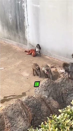 Baby Monkey’s Orange Toy Saves Him