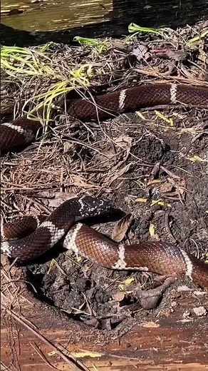 Massive Eastern Kingsnake Under a Board!
