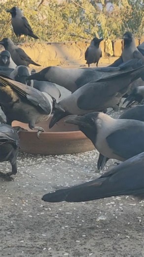 "Crow Voice Attraction" Feeding Crows Sounds" ♥️🥰