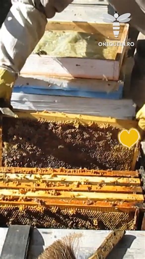 61K views · 447 reactions | Maybe the most important thing when it comes to the building structure of a honeycomb, are the wires which if not fully stretched will make the work of the bees impossible For full videos, check these channels: @nikodule3809 - YouTube @vekovayapaseka - YouTube @orhankarasahin - YouTube | OneQueen.ro | Facebook