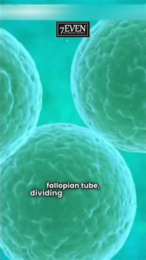 Journey of Conception Explained | How conception happen?