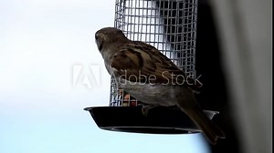 House sparrow in outdoor grabbing food from feeding cage.Closeup of one Eurasian tree sparrow bird perched on hanging suet cake feeder cage mounted on window.