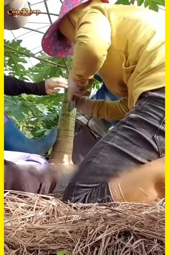 Expert Guide to Growing High-Quality Papaya in China