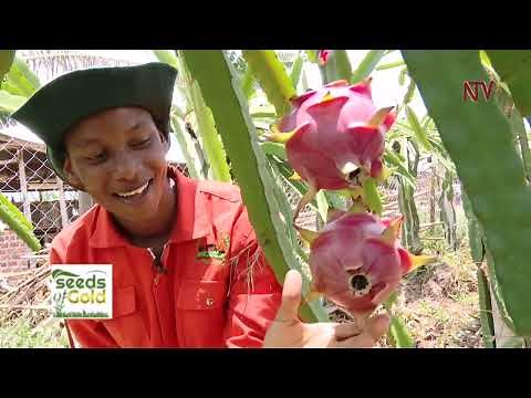 How to grow and profit from Dragon fruit | SEEDS OF GOLD