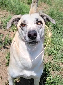 Ella, Shepherd Mix, DOB, 9/30/2020, SIDEKICK WANTED I’m looking for love, devotion, and companionship in a human companion. I like to be active, love to walk, and adventure out in the world. I weigh around 75 lbs. I like having siblings I can play with but being Solo is cool too, more treats and toys for me. Lots of people around here say I’m gorgeous, funny, and courageous and it’s true. I love treats (cookies), belly rubs, butt scratches and I tend to be shy at times with new things. I'm not t