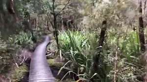 The Paparoa Track officially opens on the West Coast this Sunday! Here’s a little behind-the-scenes peak at what hikers and bikers can look forward to. doc.govt.nz/paparoatrack #WestCoastNZ ⛰🌿🌊 | West Coast, New Zealand
