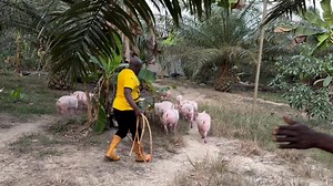 5.1K views · 113 reactions | L’élevage des porcs Plus qu’une passion | Élevages Leaders | Facebook