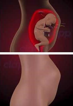 Amazing moments of baby inside the womb ( 3D Animation)