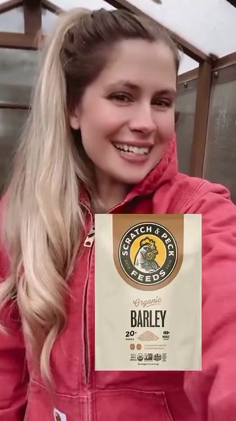 Why sprouted barley? 🌱 Sprouted barley packs in the nutrients, making it a healthy treat for your flock. Sprouting increases protien and nutrients. Sprouted barley is almost completely digestible for your gals and they will love the fresh greens year around! 🌱 Link in bio to get your bag now! #scratchandpeck #sproutingforchickens #organicchickenfeed #organicfarm #backyardfarm #urbanchickens #petchicken #chickenlady #flock #happyhens | Scratch and Peck Feeds