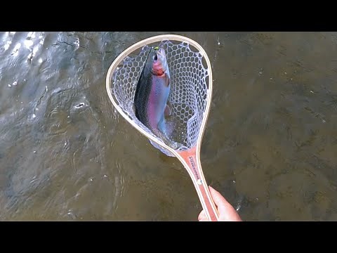 Catching HUGE trout at Cedar Springs Sportsman Lodge!