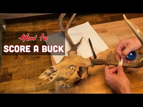 How to Score a Buck | Boone and Crockett Whitetail Scoring System (sorta)