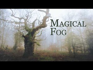 Woodland Photography in Magical Fog A Forest Within a Forest