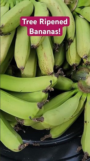 Delicious Bananas 🍌 | Flavor Profiles, Ripening Stages & Best Ways to Enjoy!