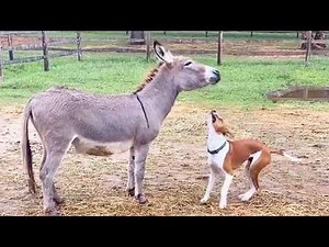 Pitbull Was Rescued and Found His Best Friend in A Donkey #Video