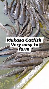 110 reactions · 4 comments | Are you planning to be climate smart in your fish farming this year? Contact mukasa fish farm for climate smart aquaculture technologies on +260978979035  | Mukasa Fish Farm | Facebook