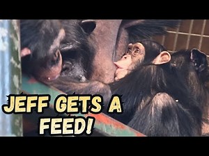 Wow! Young Chimp Jeff Still Feeding Well From Mom!
