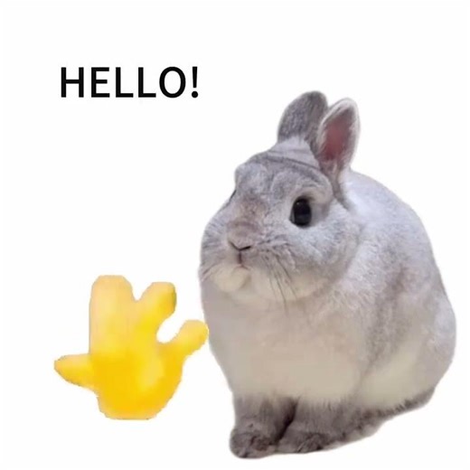 Cute Rabbit Daily Vlog: Heartwarming Moments