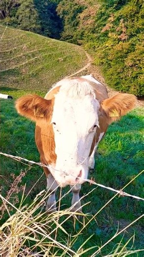 "Cows Staring at Camera 🐄 | Funny Cow Shorts by NaturePower | Relaxing Nature Power Video"