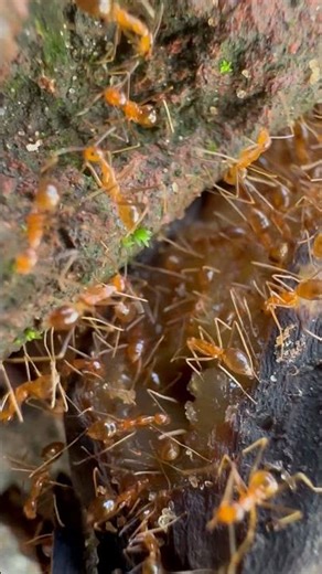 Red Ants Eating a Banana #ants #animals #nature