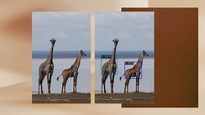 Big data for big animals: how AI is helping save Tanzania’s endangered giraffes