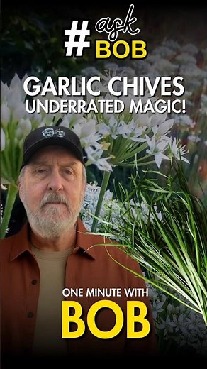 These Two Herbs Look Similar… But Taste VERY Different | Chives or Garlic Chives? #youtubeshorts