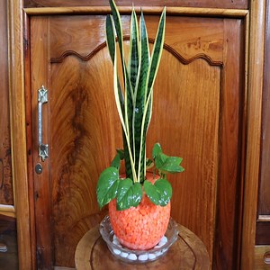 725K views · 24K reactions | Easy Ways To Grow Snake Plants And Money Plants In The Water With Gravel Rocks. Thanks for watching my videos. Good luck my beloved supporters. | Dana Plants | Facebook